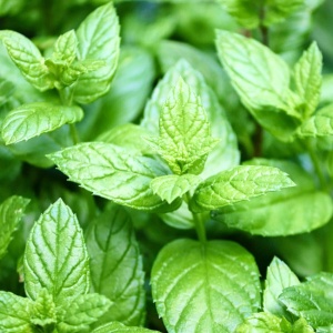 Menta cu aroma de lamaie (Mentha piperita lemonfresh) - Img 2