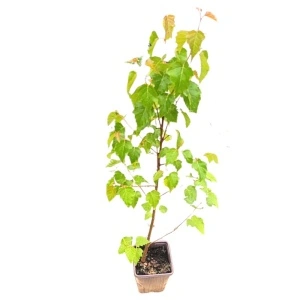 Mesteacan (Betula pendula) 30-50 cm