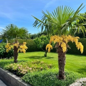 Palmier rezistent la ger (Trachycarpus fortunei) - Img 4
