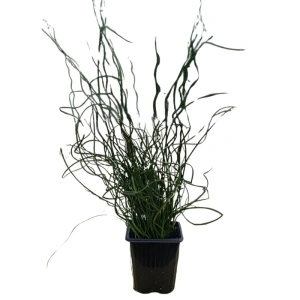 Pipirig spiralat, iarba creata (Juncus effusus Spiralis)