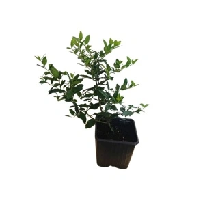 Piracanta roșie (Pyracantha Red Column)