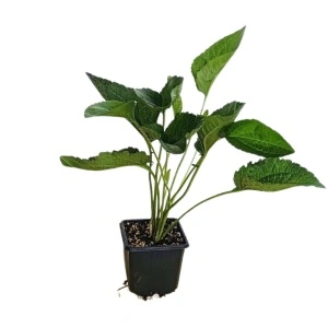 Ruji galbene (Rudbeckia fulgida Goldsturm)