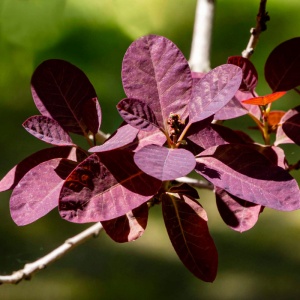 Scumpie rosie (Cotinus cogg. Royal Purple) - Img 2