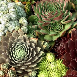 Sempervivum hybridum Mix - Img 4