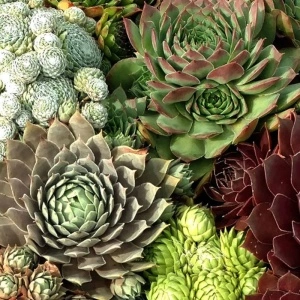 Sempervivum hybridum Mix - Img 5