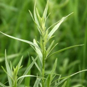 Tarhon frantuzesc (Artemisia dracunculus French Dragon)