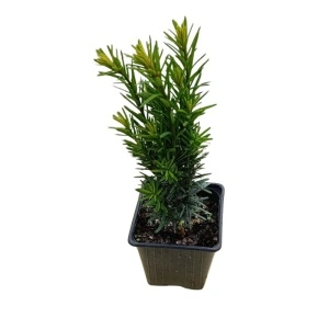 Tisa columnara (Taxus bac. Fastigiata Robusta)
