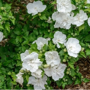 Trandafir chinezesc alb batut (Hibiscus syriacus White Chiffon) - Img 3