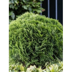 Tuia glob (Thuja occ. Danica) - Img 2