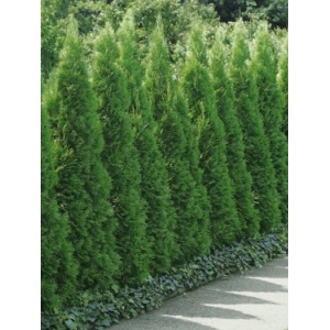 Tuia smaragd (Thuja smaragd) 20-30 cm - Img 2