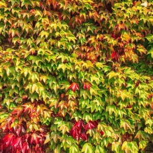 Vita japoneza (Parthenocissus tricuspidata Veitchii) - Img 3