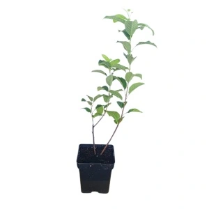 Arbore de ghiocei (Halesia carolina)