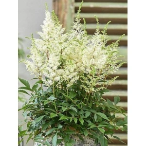 Astilbe (Astilbe arendsii Astary White)