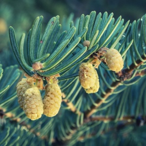 Brad alb (Abies concolor) - Img 2