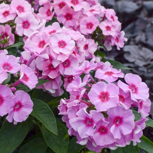 Brumarele, phlox (Phlox paniculata famous Pink with eye)