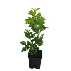 Bulgăraș de zăpadă (Viburnum opulus Roseum)