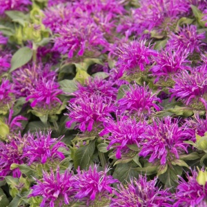 Busuioc Turcesc (Monarda Didyma Balmy Lilac) - Img 2