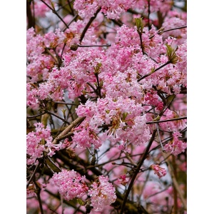 Calin de iarna (Viburnum x bodnantense Dawn) - Img 2