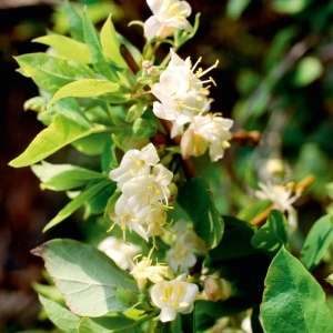 Caprifoi parfumat (Lonicera fragrantissima)