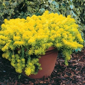Covoras galben (Sedum rupestre Angelina) - Img 2