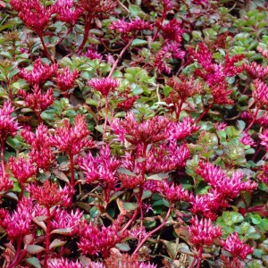 Covoras (Sedum sp Coccineum)