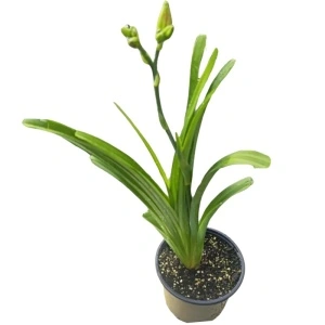 Crin de o zi (Hemerocallis Fire and Fog) - Img 3