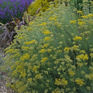 Curry (Helichrysum compact) - Img 3