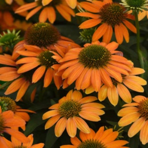 Echinacea purpurea Lakota orange - Img 2