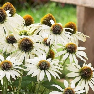 Echinaceea albă (Echinacea purpurea White-Swan) - Img 3