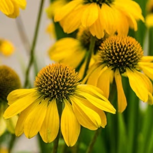 Echinaceea galbena (Echinacea Purpurea Lakota Yellow)