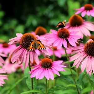 Echinaceea roz (Echinacea magnus) - Img 4