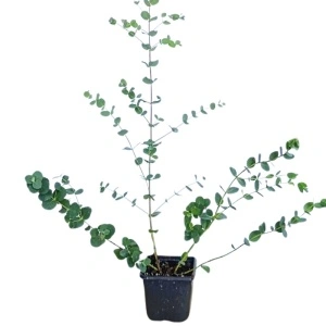 Eucalipt (Eucalyptus parvula Small Leaved Gum Oliva)