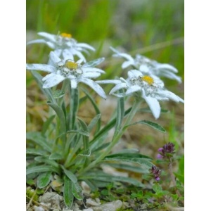 Floarea de colt (Leontopodium alpinum)