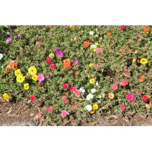 Floarea de piatra ( Portulaca grandiflora) - Img 2