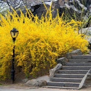 Forsitia (Forsythia int. Lynwood) - Img 4