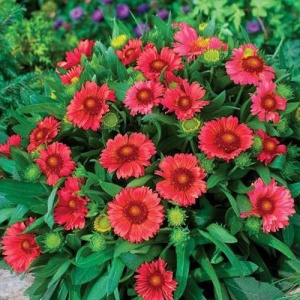 Gailardia, roata de foc (Gaillardia aristata Arizona Red Shades) - Img 2