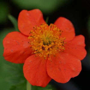 Geum (Geum c tosai orange) - Img 3