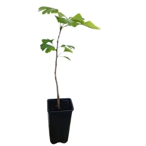 Ginkgo (Ginkgo biloba)