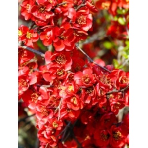 Gutui japonez (Chaenomeles superba Clementine)