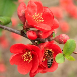 Gutui japonez (Chaenomeles superba Clementine) - Img 2