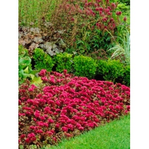 Iarba de soaldina (Sedum spurium Purpur Winter) - Img 2