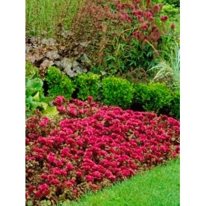 Iarba de soaldina (Sedum spurium Purpur Winter) - Img 2