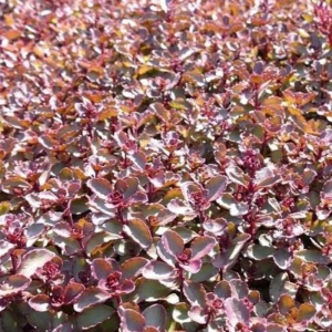 Iarba de soaldina (Sedum spurium Purpur Winter) - Img 5