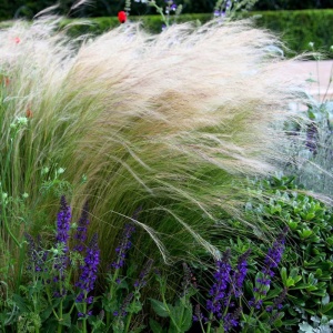 Iarba ornamentală (Stipa tenuissima Pony Tail) - Img 5