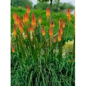 Knifolia (Kniphofia uvaria Flamenco) - Img 2