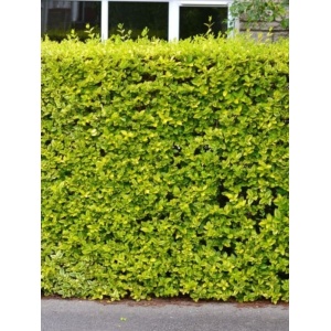 Lemn cainesc galben (Ligustrum ovalifolium Aureum) - Img 2