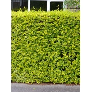 Lemn cainesc galben (Ligustrum ovalifolium Aureum) - Img 2