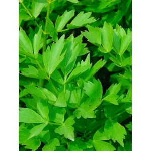 Leustean (Levisticum officinale)