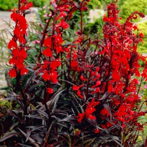 Lobelie (Lobelia fulgens Queen Victoria) - Img 2