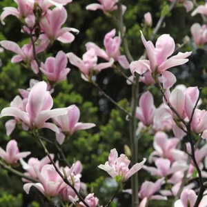 Magnolia mirositoare (Magnolia Heaven Scent) - Img 2